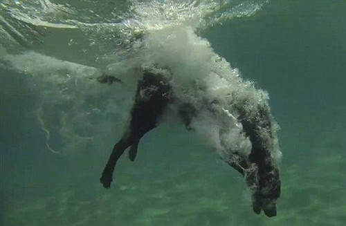 Lila đã bắt được tôm hùm ngay trong lần đầu tiên nhưng những lần sau, chú chó này lại gặp không ít khó khăn. (Nguồn: CCTVNews)