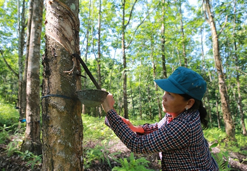 Hiện tại giá mủ cao su đã "ấm" lên, tăng mức thu nhập từ cạo mủ cao su lên 300 ngàn đồng/người/ngày,