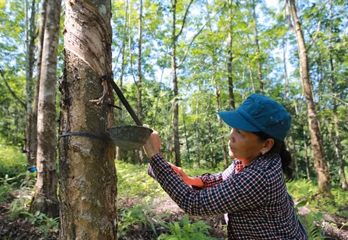 Hiện tại giá mủ cao su đã "ấm" lên, tăng mức thu nhập từ cạo mủ cao su lên 300 ngàn đồng/người/ngày,