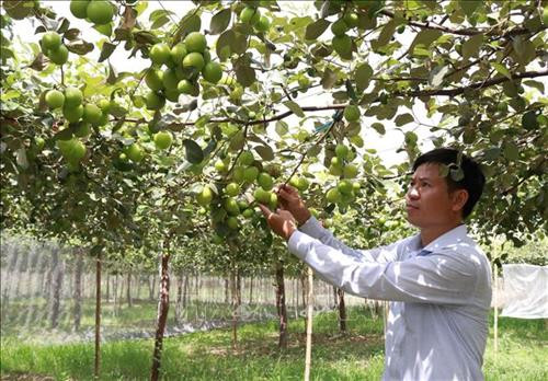 Thạc sĩ Nguyễn Văn Chính, Giám đốc Trung tâm bảo vệ thực vật - Viện nghiên cứu Bông và Phát triển nông nghiệp Nha Hố kiểm tra vườn táo giống TN - 05. Ảnh: Nguyễn Thành - TTXVN Thạc sĩ Nguyễn Văn Chính, Giám đốc Trung tâm bảo vệ thực vật - Viện nghiên cứu Bông và Phát triển nông nghiệp Nha Hố kiểm tra vườn táo giống TN - 05. Ảnh: Nguyễn Thành - TTXVN