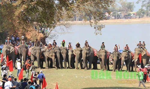 13 chú voi tham gia đua tài tại Lễ hội đua voi huyện Lắk