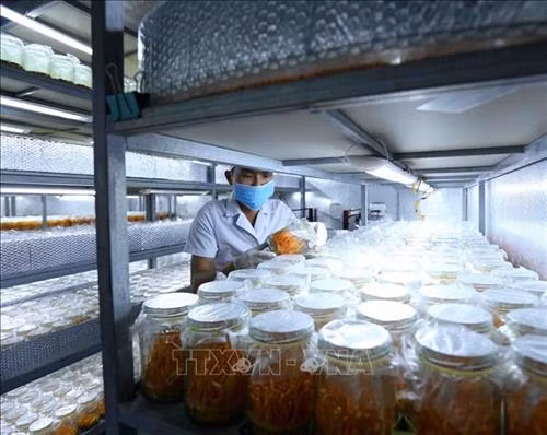 Hộ nông dân Ong Thế Dũng ở xã Đông Hưng, huyện Lục Nam được Hội Nông dân tỉnh hỗ trợ cho vay vốn để xây dựng nhà xưởng trồng nấm đông trùng hạ thảo, phát huy hiệu quả. Ảnh: Vũ Sinh - TTXVN Hộ nông dân Ong Thế Dũng ở xã Đông Hưng, huyện Lục Nam được Hội Nông dân tỉnh hỗ trợ cho vay vốn để xây dựng nhà xưởng trồng nấm đông trùng hạ thảo, phát huy hiệu quả. Ảnh: Vũ Sinh - TTXVN