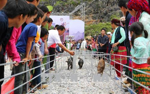 Trình diễn trò chơi dân gian “đua lợn” tại chợ tình Khâu Vai. Ảnh: Thành Đạt - TTXVN Trình diễn trò chơi dân gian “đua lợn” tại chợ tình Khâu Vai. Ảnh: Thành Đạt - TTXVN