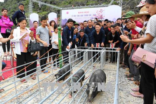 Trình diễn trò chơi dân gian “đua lợn” tại chợ tình Khâu Vai. Ảnh: Thành Đạt - TTXVN Trình diễn trò chơi dân gian “đua lợn” tại chợ tình Khâu Vai. Ảnh: Thành Đạt - TTXVN