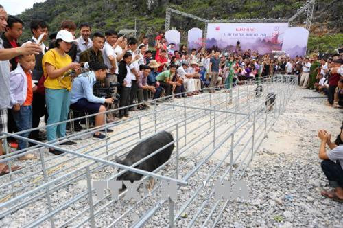 Trình diễn trò chơi dân gian “đua lợn” tại chợ tình Khâu Vai. Ảnh: Thành Đạt - TTXVN Trình diễn trò chơi dân gian “đua lợn” tại chợ tình Khâu Vai. Ảnh: Thành Đạt - TTXVN