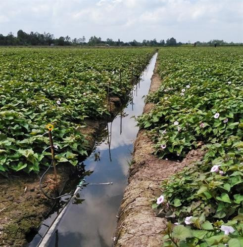Mô hình tưới phun trên cây khoai lang ở xã Tân Hưng, huyện Bình Tân (Vĩnh Long). Ảnh: khuyennongvn.gov.vn Mô hình tưới phun trên cây khoai lang ở xã Tân Hưng, huyện Bình Tân (Vĩnh Long). Ảnh: khuyennongvn.gov.vn