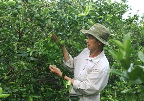 Chanh không hạt hiện là cây trồng đem lại hiệu quả kinh tế cao cho nhiều hộ nông dân ở khắp các địa phương trong tỉnh