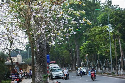 Hoa ban Tây Bắc nở giữa lòng Hà Nội ảnh 12