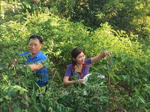 Giáo viên điểm trường bản Suối Tiếu hái rau để bổ sung cho bữa ăn hàng ngày. Ảnh: Hữu Quyết - TTXVN Giáo viên điểm trường bản Suối Tiếu hái rau để bổ sung cho bữa ăn hàng ngày. Ảnh: Hữu Quyết - TTXVN