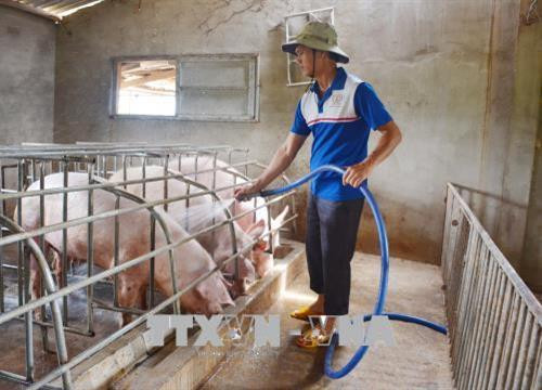 Ngoài thu nhập từ các loại cây trồng, gà, anh còn có nguồn thu từ 20 – 60 con lợn mỗi năm. Ảnh: Hoài Thu - TTXVN Ngoài thu nhập từ các loại cây trồng, gà, anh còn có nguồn thu từ 20 – 60 con lợn mỗi năm. Ảnh: Hoài Thu - TTXVN