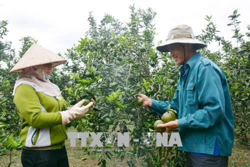 Anh Mã Văn Cương cùng vợ thu hoạch cam. Ảnh: Hoài Thu - TTXVN Anh Mã Văn Cương cùng vợ thu hoạch cam. Ảnh: Hoài Thu - TTXVN