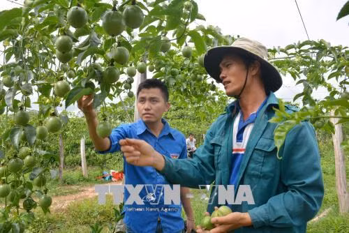 Anh Mã Văn Cương (phải) hướng dẫn cho đoàn viên thanh niên kỹ thuật chăm sóc chanh dây. Ảnh: Hoài Thu - TTXVN