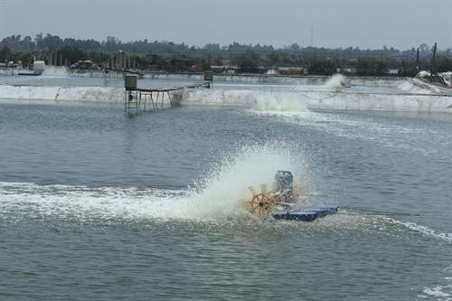 Một góc cơ sở nuôi tôm theo quy trình hiện đại của Công ty cổ phần thủy sản Cát Phú, thành phố Móng Cái (tỉnh Quảng Ninh) do ông Bùi Ngọc Liêm làm Giám đốc. Ảnh: Quang Hà- TTXVN