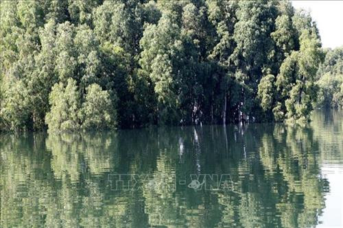 Cây tràm Úc tạo nên cảnh quan đầy thơ mộng của hồ Thác Bà. Ảnh: Đức Tưởng - TTXVN Cây tràm Úc tạo nên cảnh quan đầy thơ mộng của hồ Thác Bà. Ảnh: Đức Tưởng - TTXVN