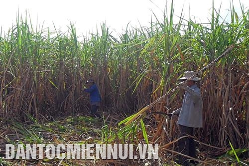 Gia đình chị Nguyễn Thị Kim Loan, người dân tộc Chăm ở xã Phước Minh, huyện Thuận Nam vay vốn chương trình cho vay hộ nghèo đầu tư nuôi cừu mang lại hiệu quả kinh tế cao. Ảnh: Trần Việt Hội viên nông dân huyện Ninh Sơn liên kết trồng mía cánh đồng lớn cung cấp cho Nhà máy đường Phan Rang. Ảnh: Công Thử Thông qua đào tạo nghề, nông dân xã Phước Thuận, huyện Ninh Phước ứng dụng khoa học - kỹ thuật vào sản xuất nho cho năng suất, chất lượng cao. Ảnh: Nguyễn Thành Sau khi được đào tạo nghề, nhiều lao động nông thôn tỉnh Ninh Thuận đã tìm được việc làm trong các dự án điện mặt trời. Ảnh: Nguyễn Thành Nông dân phường Văn Hải ở thành phố Phan Rang - Tháp Chàm chăm sóc cây nha đam. Ảnh: Nguyễn Thành