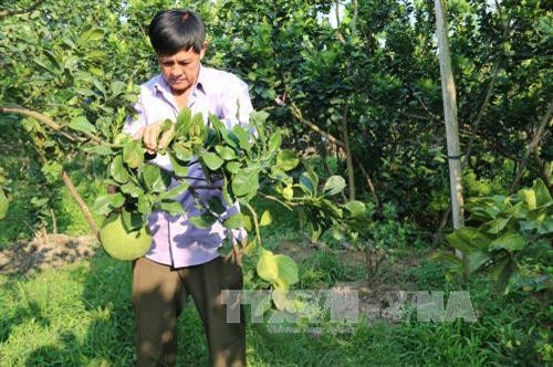 Vườn bưởi của ông Võ Văn Nam ở huyện Cai Lậy có trên 8.000 m2 đất trồng bưởi da xanh. Ảnh: Minh Trí - TTXVN Vườn bưởi của ông Võ Văn Nam ở huyện Cai Lậy có trên 8.000 m2 đất trồng bưởi da xanh. Ảnh: Minh Trí - TTXVN