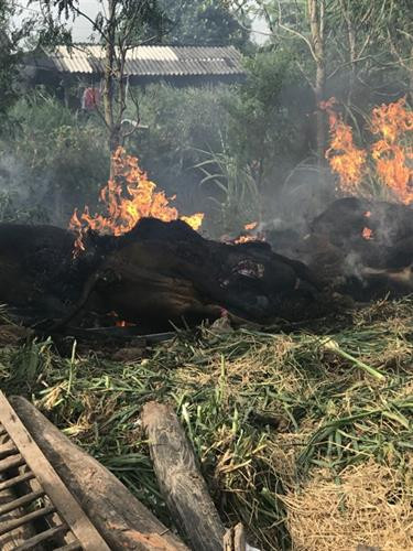 Huyện Gò Công Tây, Tiền Giang tiêu hủy gia súc bị bệnh lở mồm long móng. Ảnh : baomoi.com Huyện Gò Công Tây, Tiền Giang tiêu hủy gia súc bị bệnh lở mồm long móng. Ảnh : baomoi.com