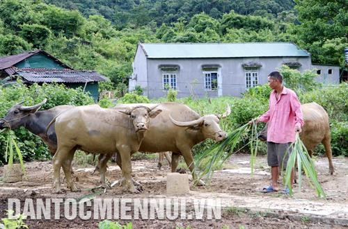 Được Nhà nước hỗ trợ trâu giống và hướng dẫn cách chăm sóc, đến nay gia đình ông Lù A Tiên ở xã Trung Chải, huyện Nậm Nhùn (Lai Châu) đã thoát nghèo nhờ chăn nuôi trâu. Ảnh: Quý Trung Được Nhà nước hỗ trợ trâu giống và hướng dẫn cách chăm sóc, đến nay gia đình ông Lù A Tiên ở xã Trung Chải, huyện Nậm Nhùn (Lai Châu) đã thoát nghèo nhờ chăn nuôi trâu. Ảnh: Quý Trung