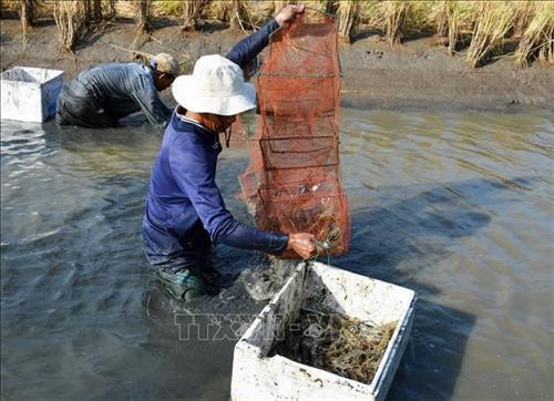 Nông dân Cà Mau trúng mùa, trúng giá vụ tôm càng xanh. Ảnh: Huỳnh Thế Anh - TTXVN