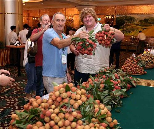 Vải thiều Việt Nam xuất khẩu sang nhiều nước. Ảnh: Vũ Sinh - TTXVN