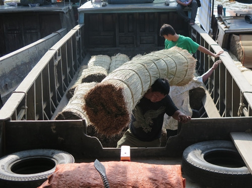 Nguyên liệu lác được thương lái thu mua từ nhiều nơi trong vùng như Hậu Giang, Bạc Liêu, Cà Mau ...