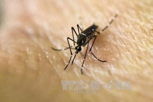 Muỗi mang virus Zika - Ảnh: TTXVN Muỗi mang virus Zika - Ảnh: TTXVN