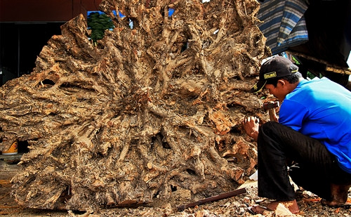 Gốc cây được dọn những phần thừa trước khi vào công đoạn chạm khắc.