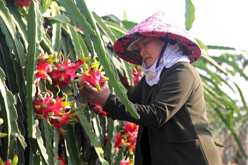 Bà con thu hoạch thanh long