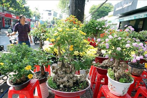 Sản phẩm bonsai độc đáo được giới thiệu tại thị trường Thành phố Hồ Chí Minh. Ảnh: Thanh Vũ - TTXVN Sản phẩm bonsai độc đáo được giới thiệu tại thị trường Thành phố Hồ Chí Minh. Ảnh: Thanh Vũ - TTXVN