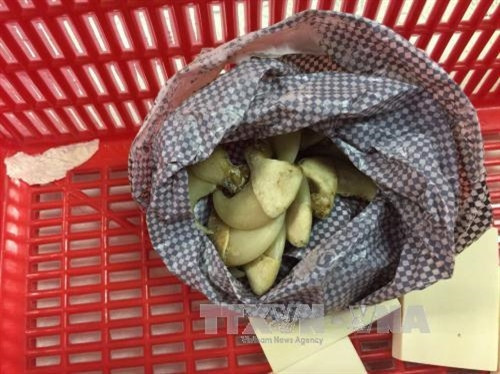 Tang vật là móng vuốt động vật bị thu giữ. Ảnh: Anh Tuấn - TTXVN Tang vật là móng vuốt động vật bị thu giữ. Ảnh: Anh Tuấn - TTXVN