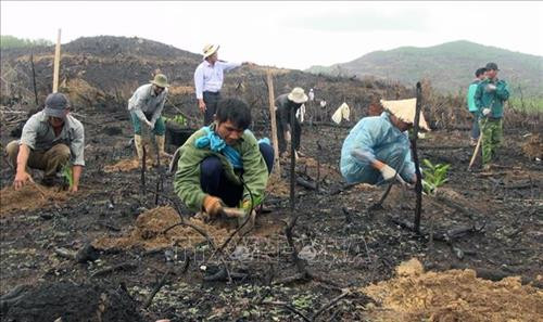 Phú Yên chủ động trồng mới 6.020 ha rừng các loại. Ảnh: Vũ Xuân Triệu - TTXVN