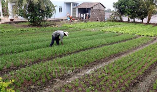 Người dân trong huyện Châu Thành tận dụng đất trống quanh nhà trồng màu để có thêm thu nhập. Ảnh: Lê Sen - TTXVN Người dân trong huyện Châu Thành tận dụng đất trống quanh nhà trồng màu để có thêm thu nhập. Ảnh: Lê Sen - TTXVN
