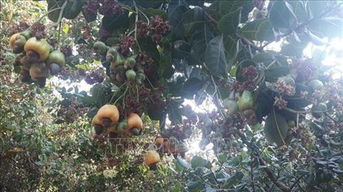 Điều trồng tại huyện biên giới Bù Gia Mập. Ảnh: K GỬIH -TTXVN Điều trồng tại huyện biên giới Bù Gia Mập. Ảnh: K GỬIH -TTXVN