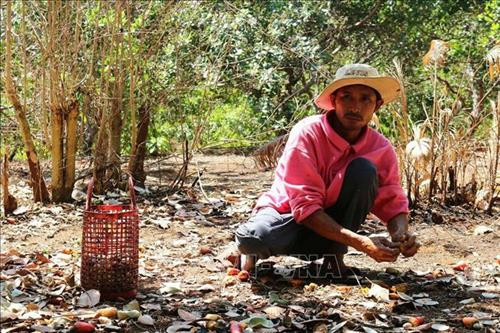 Người dân thu hái điều tại huyện biên giới Bù Gia Mập. Ảnh: K GỬIH -TTXVN Người dân thu hái điều tại huyện biên giới Bù Gia Mập. Ảnh: K GỬIH -TTXVN