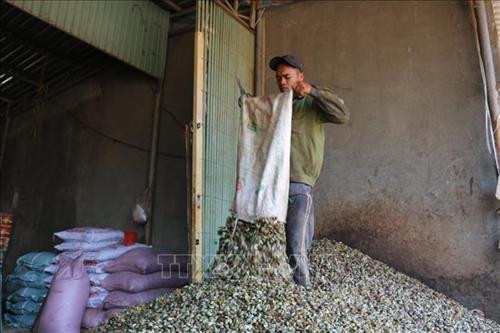 Hạt điều chờ tiêu thụ ở biên giới Bù Gia Mập.Ảnh: K GỬIH -TTXVN Hạt điều chờ tiêu thụ ở biên giới Bù Gia Mập.Ảnh: K GỬIH -TTXVN