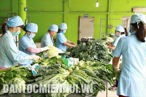 Dán tem truy xuất nguồn gốc và đóng gói rau an toàn tại Hợp tác xã rau an toàn Văn Đức.