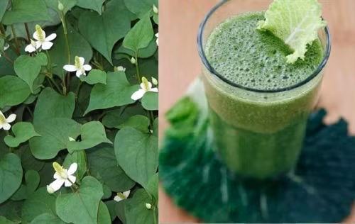 Hạ sốt bằng rau diếp cá cho bé hiệu quả ngay tại nhà ảnh 1