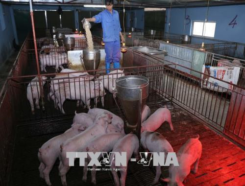 Công nhân chăm sóc đàn lợn con. Ảnh: Vũ Sinh - TTXVN