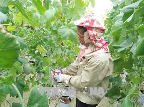 Chăm sóc dưa lưới trong nhà kính theo công nghệ Israel. Ảnh: Nguyễn Oanh - TTXVN Chăm sóc dưa lưới trong nhà kính theo công nghệ Israel. Ảnh: Nguyễn Oanh - TTXVN