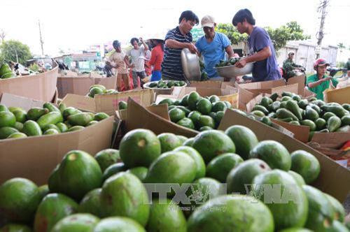 Bơ được phân loại, đóng thùng xuất đi các thị trường trong nước. Ảnh: Dương Giang - TTXVN