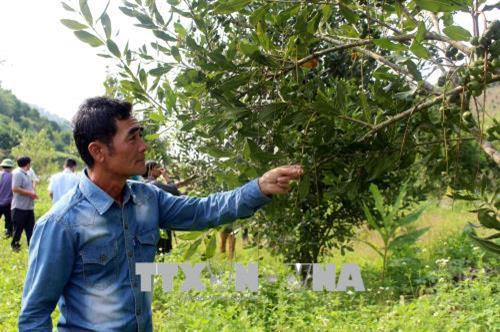 Đại biểu tham quan vườn cây mắc ca tại xã Bản Hon, huyện Tam Đường (Lai Châu). Ảnh: Công Tuyên – TTXVN Đại biểu tham quan vườn cây mắc ca tại xã Bản Hon, huyện Tam Đường (Lai Châu). Ảnh: Công Tuyên – TTXVN