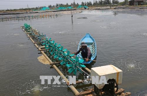 Lắp đạt giàn tạo ô-xy ao nuôi tôm ở huyện Trần Đề. Ảnh: Ngọc Hà - TTXVN Lắp đạt giàn tạo ô-xy ao nuôi tôm ở huyện Trần Đề. Ảnh: Ngọc Hà - TTXVN