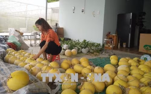 Thu hoạch dưa lưới. Ảnh: Nguyễn Oanh - TTXVN