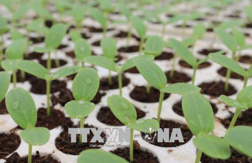 Hạt giống được ươm tại mô hình trồng dưa lưới trong nhà kính theo công nghệ Israel. Ảnh: Nguyễn Oanh - TTXVN Hạt giống được ươm tại mô hình trồng dưa lưới trong nhà kính theo công nghệ Israel. Ảnh: Nguyễn Oanh - TTXVN