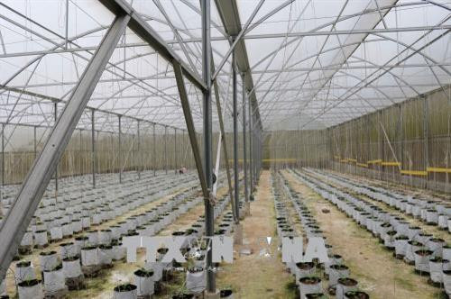 Mô hình trồng dưa lưới trong nhà kính theo công nghệ Israel. Ảnh: Nguyễn Oanh - TTXVN Mô hình trồng dưa lưới trong nhà kính theo công nghệ Israel. Ảnh: Nguyễn Oanh - TTXVN