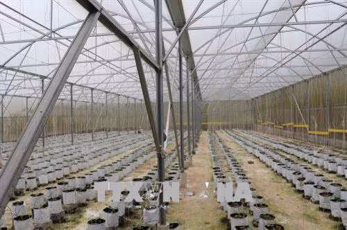 Mô hình trồng dưa lưới trong nhà kính theo công nghệ Israel. Ảnh: Nguyễn Oanh - TTXVN