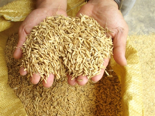 Gạo Séng Cù - tinh hoa núi rừng Tây Bắc ảnh 2 Gạo Séng Cù - tinh hoa núi rừng Tây Bắc ảnh 2