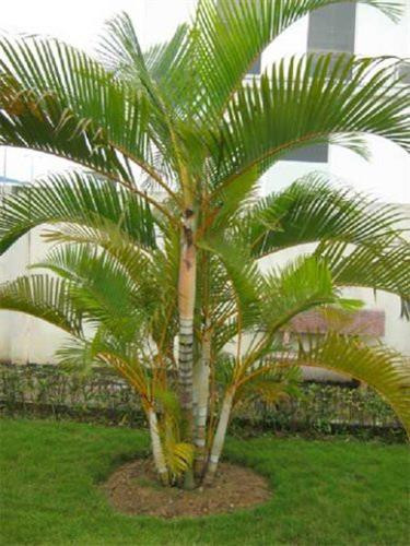 Cây cau cảnh. Ảnh: cayxanhphongthuy.com.vn