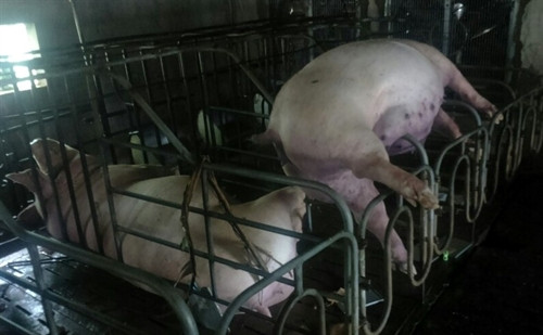 Lợn tại trang trại của chị Đặng Thị Ánh, xã Thuận Đức, thành phố Đồng Hới bị chết do lũ. Lợn tại trang trại của chị Đặng Thị Ánh, xã Thuận Đức, thành phố Đồng Hới bị chết do lũ.