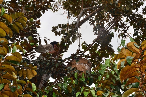 Sau Tết Nguyên đán là lúc nhà vườn ở 2 huyện miền núi Tri Tôn và Tịnh Biên (An Giang) bắt đầu thu hoạch vú sữa.